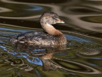 Grebe6.jpg