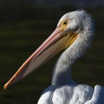 Pelican5.jpg