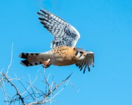 KestralFlight-601.jpg