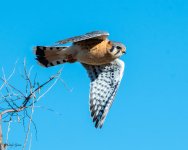 KestralFlight-602.jpg