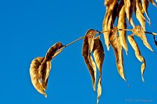 11-16-2020-cr__D7K4653-ON1.jpg