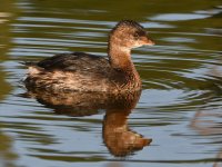 Grebe5.jpg