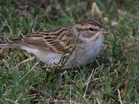 Sparrow5.jpg