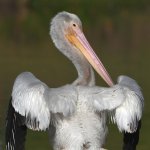 Pelican3.jpg