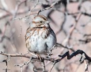 SongSparrow-602.jpg