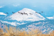 GeeseSugarloaf-602.jpg