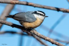 RedBreastedNH-602.jpg