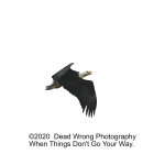 Bald Eagle_5003386.jpg