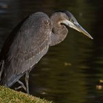 BlueHeron2.jpg