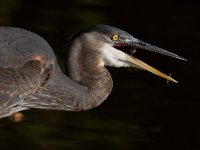 BlueHeron3.jpg