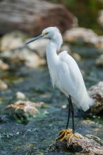Snowy Egret Overlook-1.jpg
