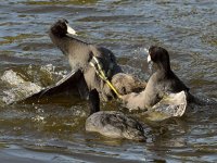 Coot3.jpg
