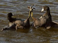 Coot6.jpg