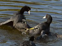 Coot7.jpg