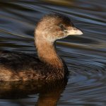 Grebe5.jpg
