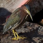 GreenHeron3.jpg