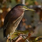 GreenHeron7.jpg