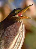 GreenHeron11.jpg