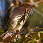 GreenHeron13.jpg