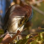 GreenHeron14.jpg