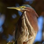 GreenHeron16.jpg