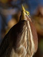 GreenHeron15.jpg