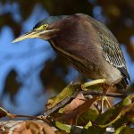 GreenHeron18.jpg