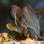 GreenHeron22.jpg