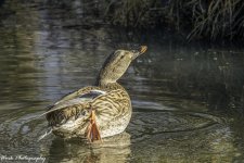 20201112-RD5_4662-Edit-2.jpg
