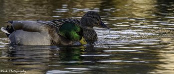 20201115-RD5_5028_Mallard_Ducks.jpg
