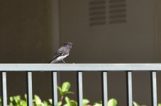 _ROY8461_00001.jpg
