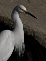 Egret2.jpg