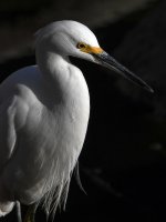 Egret6.jpg
