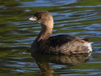 Grebe.jpg