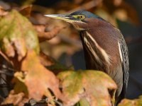 GreenHeron.jpg