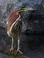 GreenHeron6.jpg