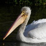 Pelican2.jpg