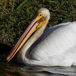 Pelican3.jpg