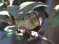 Sparrow4.jpg