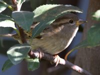 Sparrow5.jpg