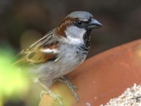 Sparrow6.jpg