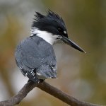 Kingfisher3.jpg