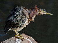 GreenHeron3.jpg