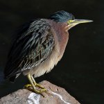 GreenHeron2.jpg