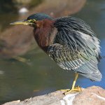 GreenHeron10.jpg