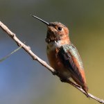 Hummer.jpg