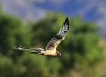 _ROY8588_00001.jpg