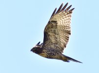 _ROY8603_00001.jpg