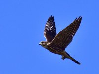 _ROY8762_00001.jpg