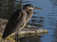 BlueHeron4.jpg